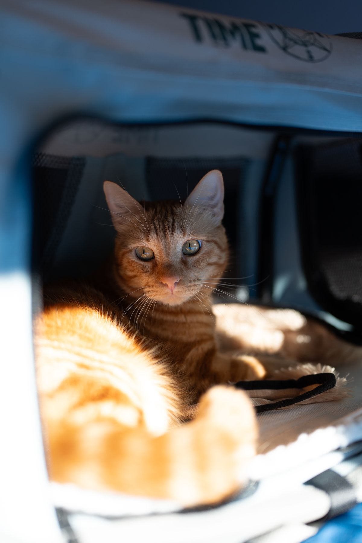 An orange cat sitting inside an open pet carrier.